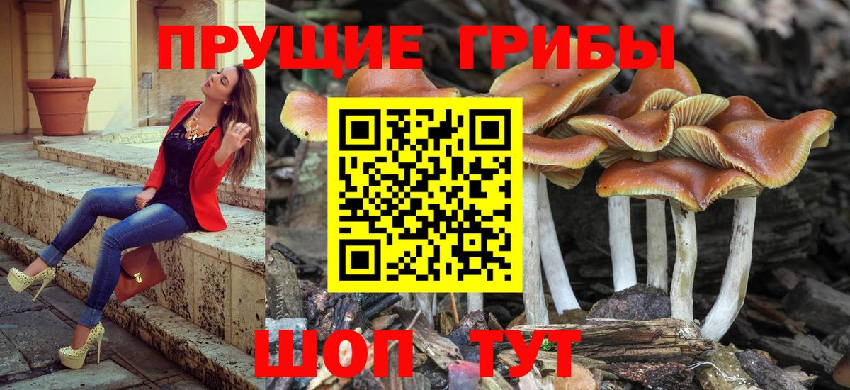 купить наркотики сайты  Галлюциногенные грибы Psilocybine cubensis  Вход с VPN  Валуйки 